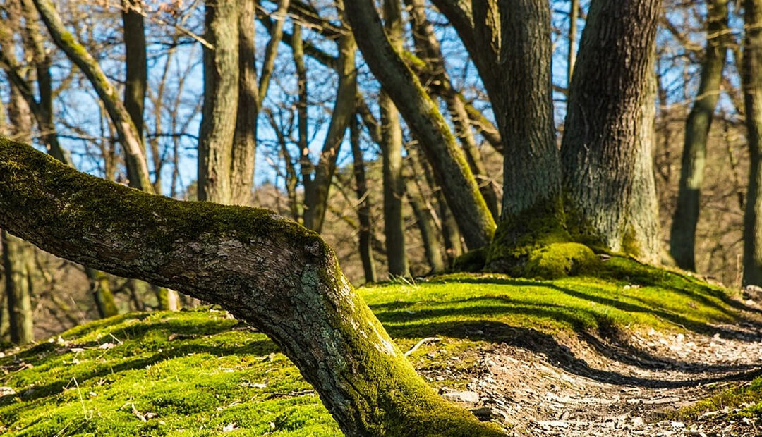 Over boomen bomen